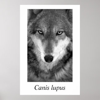 Poster Loup de bois #1 Canis lupus