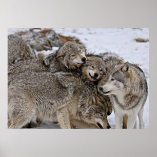 Poster Loup de bois de l'Est