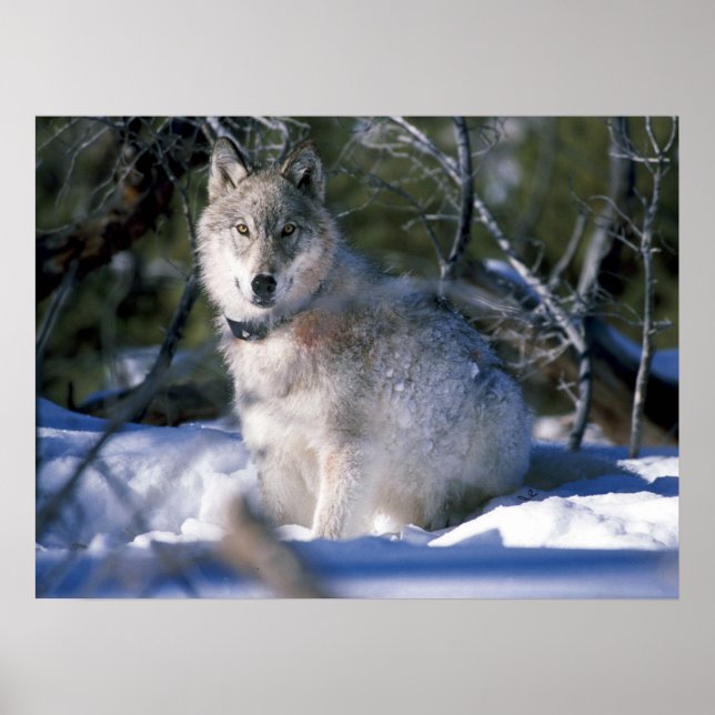 Poster Loup de bois nord-américain en neige (Devant)