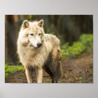 Poster Loup de l'Arctique humide au printemps Photo