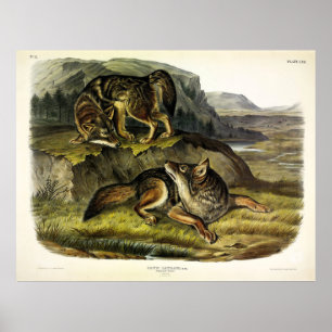 Poster Loup de prairie (Coyote) des Quadrupeds d'Audubon