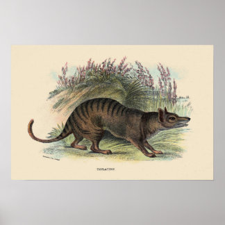 Poster Loup de Tasmanie