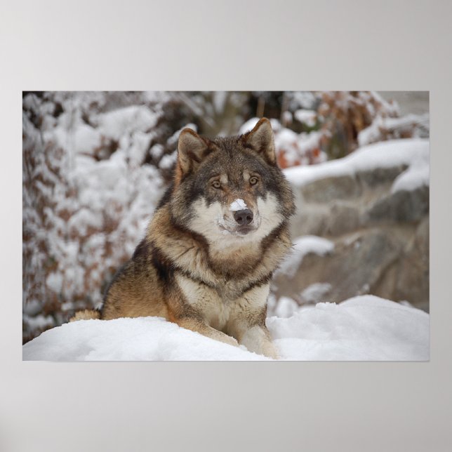 Poster Loup d'hiver (Devant)