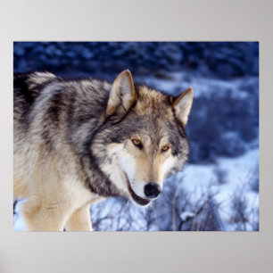 Poster Loup d'hiver 2