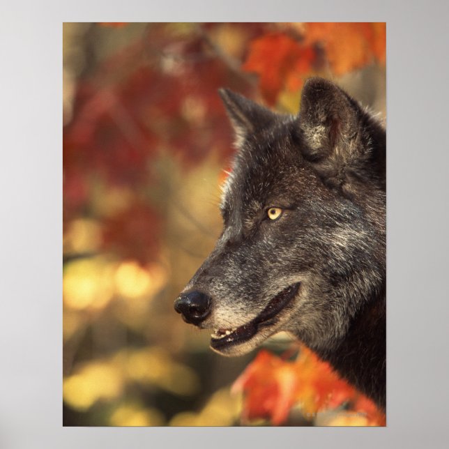 Poster Loup en automne (Devant)