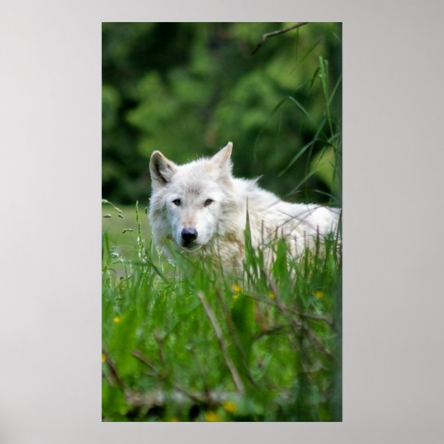 Poster Loup gris (Devant)