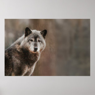 Poster Loup gris