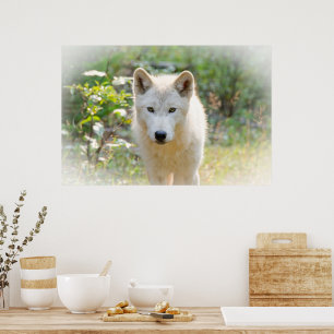 Poster Loup gris, animal