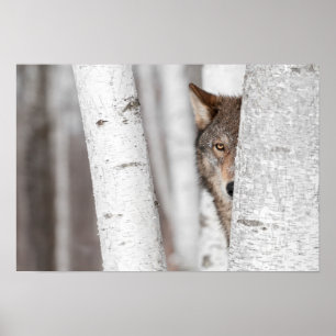 Poster Loup gris (Canis lupus) derrière l'arbre