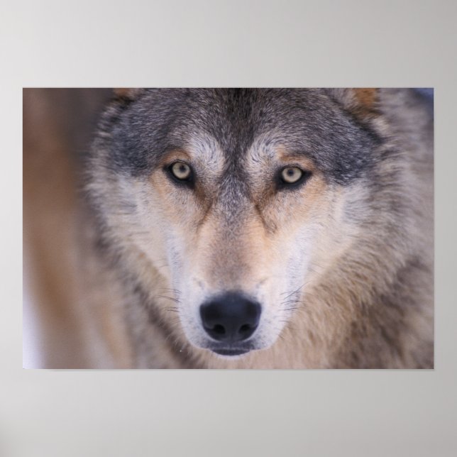 Poster loup gris, Canis lupus, gros plan dans les yeux (Devant)