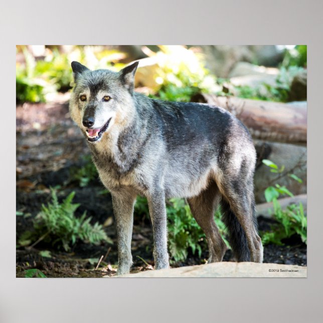 Poster Loup gris debout seul (Devant)