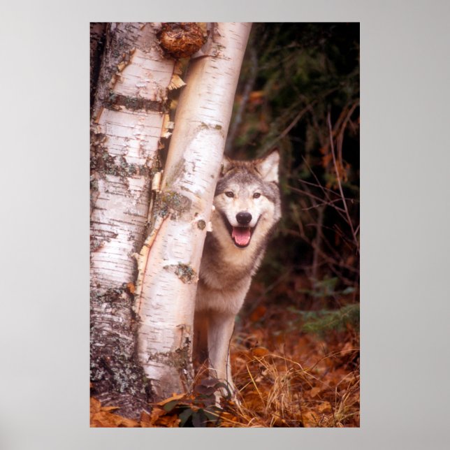 Poster Loup gris derrière un arbre (Devant)