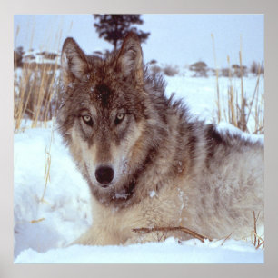 Poster Loup gris en hiver