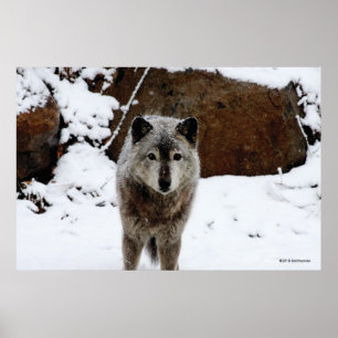 Poster Loup gris en neige