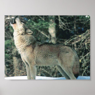 Poster Loup gris hurle
