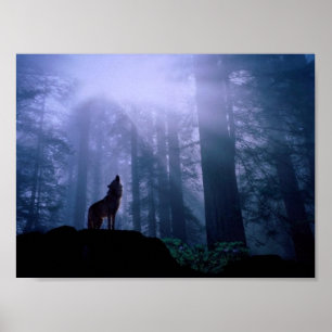 Poster Loup Gris hurle à l'aube