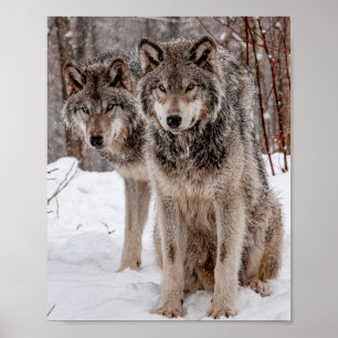 Poster Loup gris-oriental