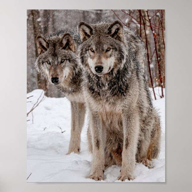 Poster Loup gris-oriental (Devant)