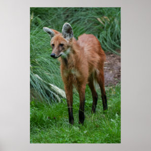 Poster Loup Maned