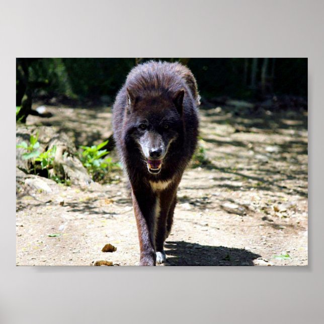 Poster loup noir (Devant)