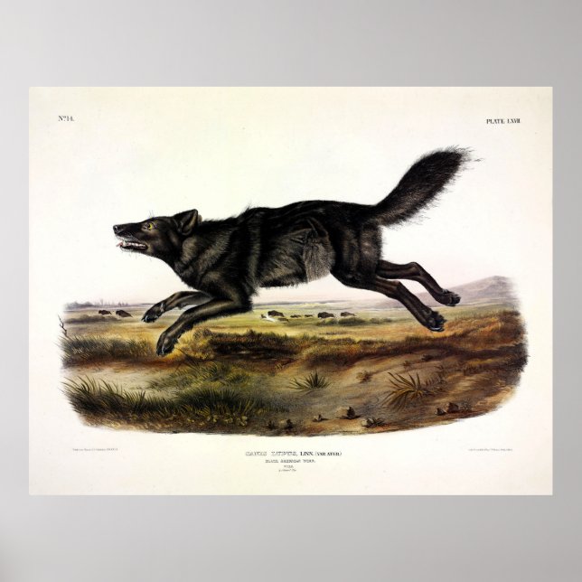 Poster Loup noir ou Loup noir-américain (Canis Lupus) (Devant)
