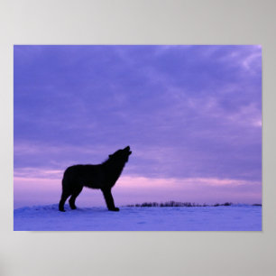 Poster Loup seul