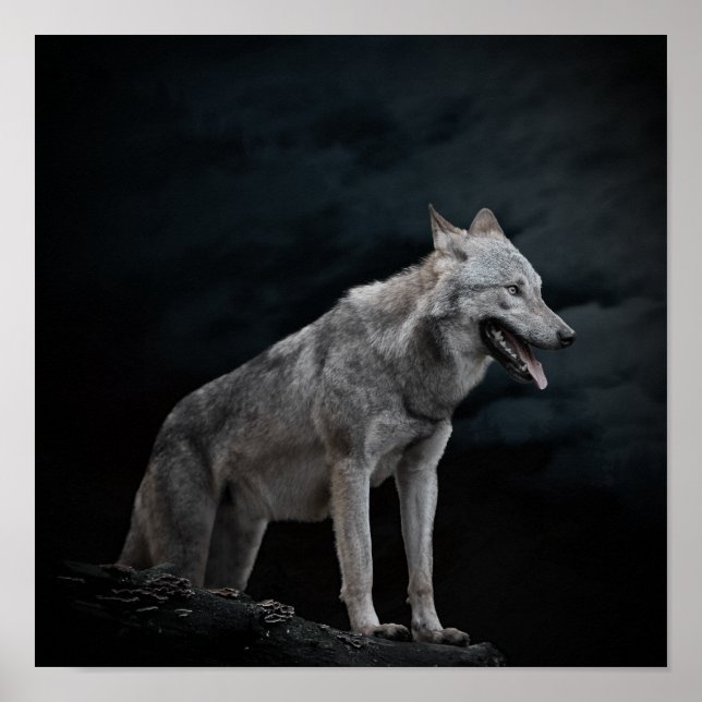 Poster loup solitaire (Devant)