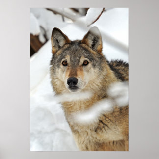 Poster Loup solitaire dans l'affiche de neige