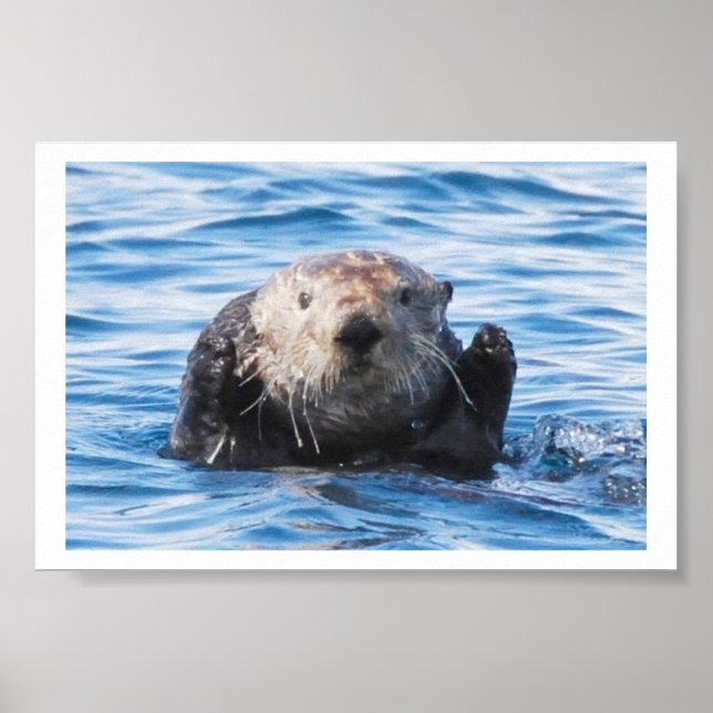 Poster Loupe de mer (Devant)