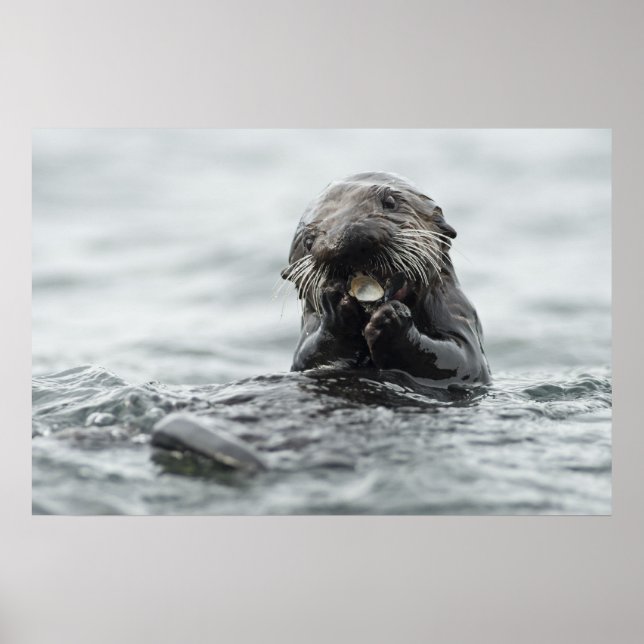 Poster Loupe de mer adorable (Devant)