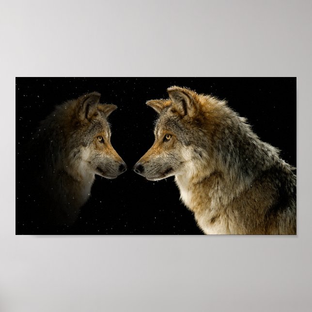 Poster Loups (Devant)