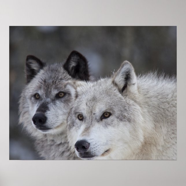 Poster Loups (Canus lupus) | West Yellowstone (Devant)