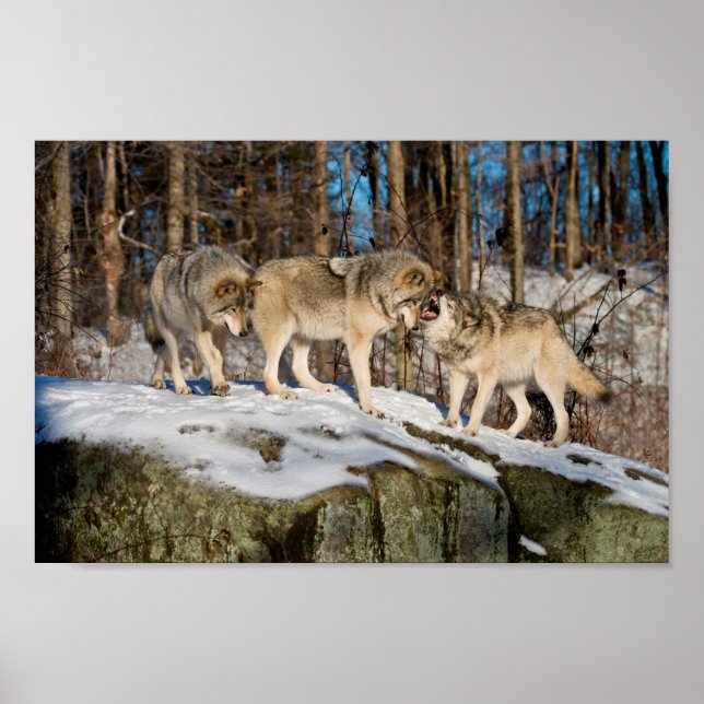 Poster Loups de bois (Devant)