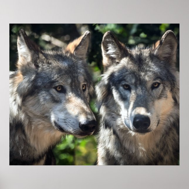 Poster Loups gris en pleine nature (Devant)
