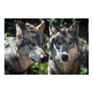 Poster Loups gris en pleine nature