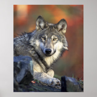Poster Loups Gris Loup Canis_lupus