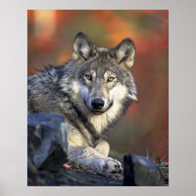 Poster Loups Gris Loup Canis_lupus (Devant)