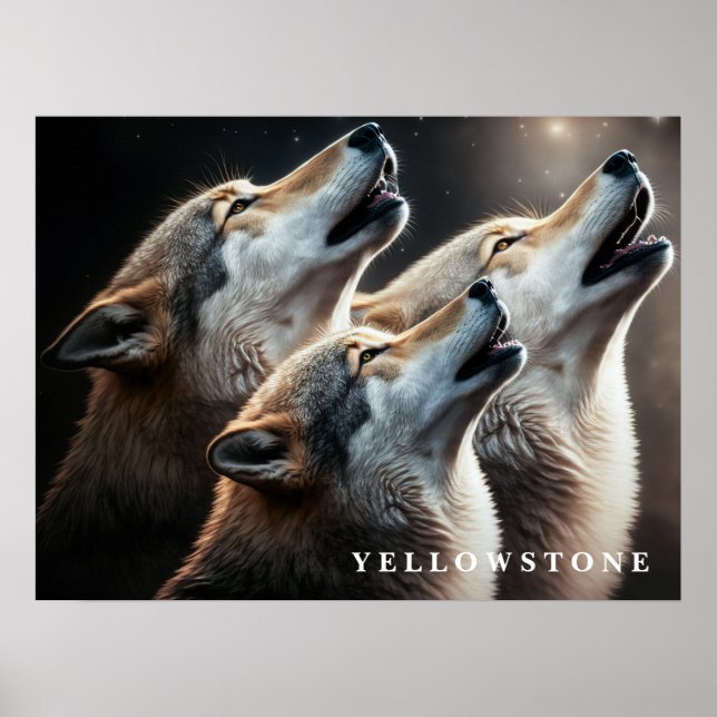 Poster Loups Yellowstone (Devant)
