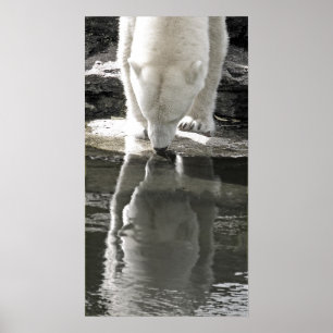 Poster L'ours blanc, pièce (7) noir et blanc