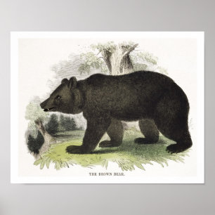 Poster L'ours Brown, pub d'illustration pédagogique. par 