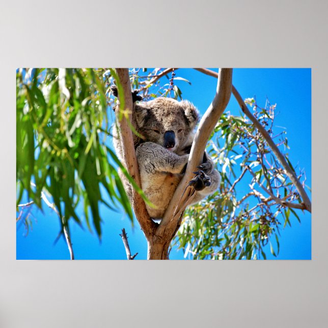 Poster L'ours de Koala (Devant)