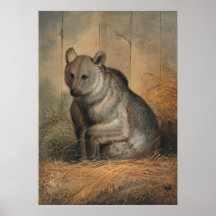 L'ours syrien par Joseph Wolf