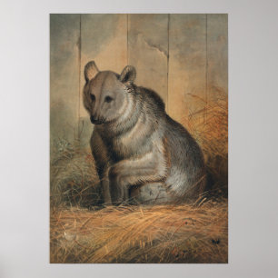 Poster L'ours syrien par Joseph Wolf