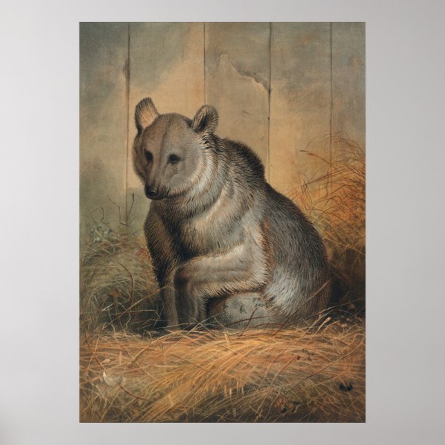 Poster L'ours syrien par Joseph Wolf (Devant)