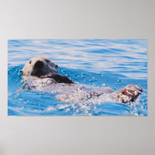 Poster Loutre de mer