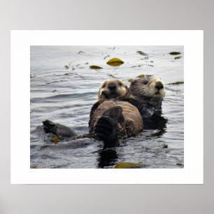 Poster Loutre de mer mère et petit