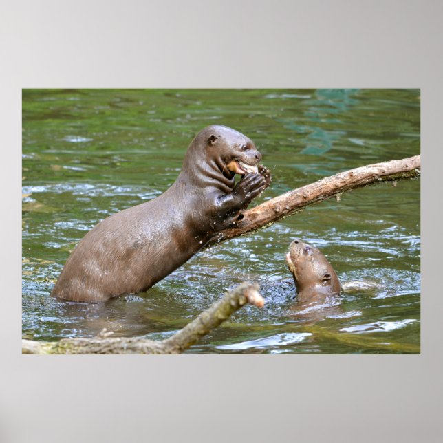 Poster Loutre géante mangeant un poisson (Devant)