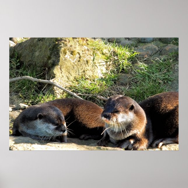 POSTER LOUTRES (Devant)