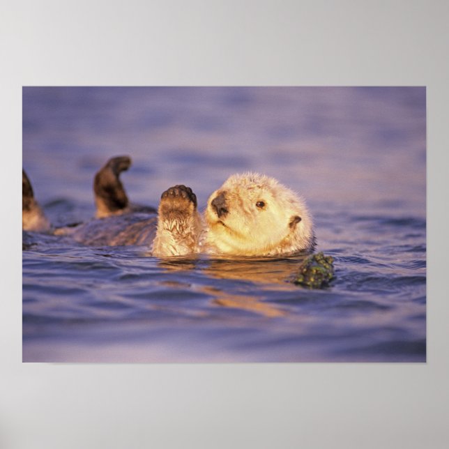 Poster Loutres de mer, Enhydra lutris (Devant)