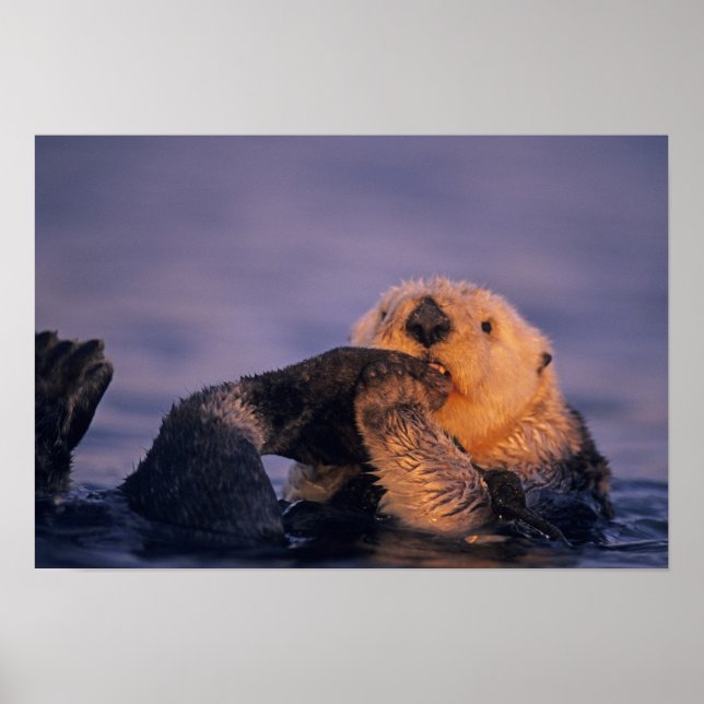 Poster Loutres de mer, Enhydra lutris (Devant)